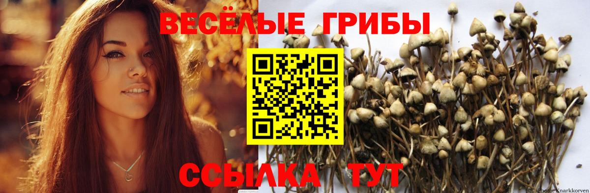 Галлюциногенные грибы Psilocybe Артём